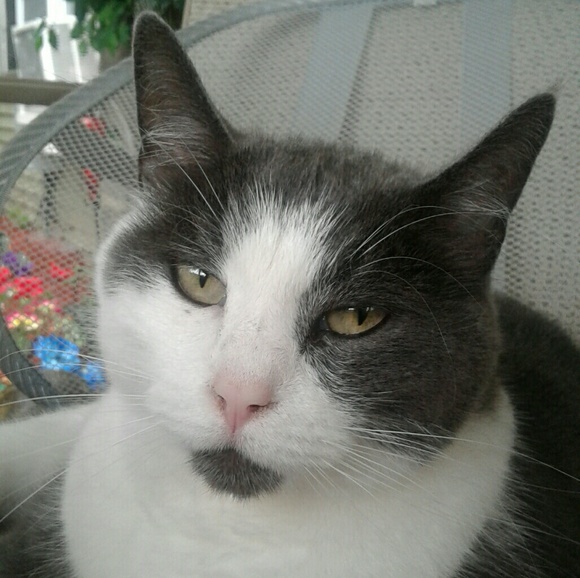 Meet your Posher, Diane - Picture 2 of 4